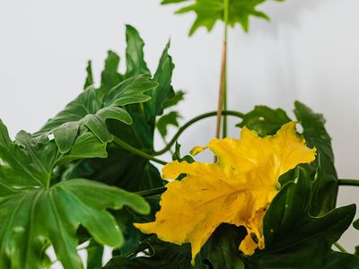 Green plants in a minimalist studio promoting natural vitality.